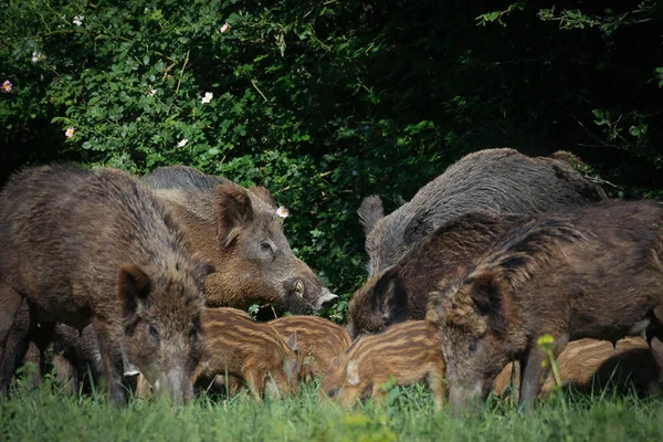 Familia Jabalí Hierba Verde — Foto de Stock