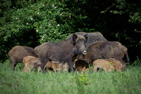 Wild Boar Family Green Grass — Stock Photo, Image