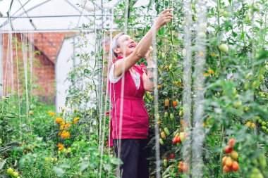 Sebze Bahçesi domates toplama kadın kıdemli