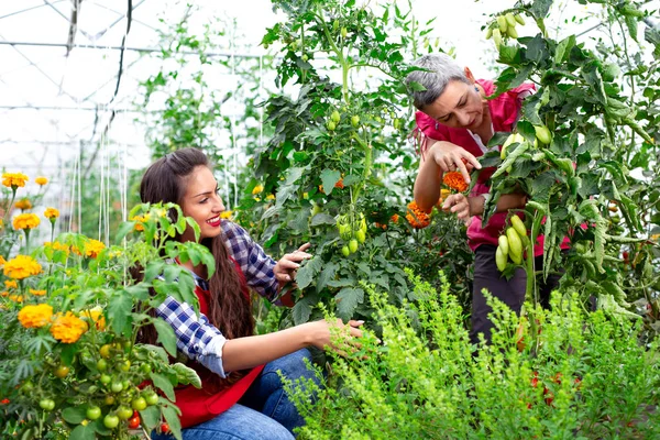 Mutter Mit Tochter Garten Mit Tomatensetzlingen — Stockfoto