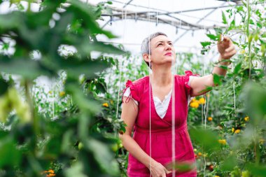 Sera domates hasat kadın