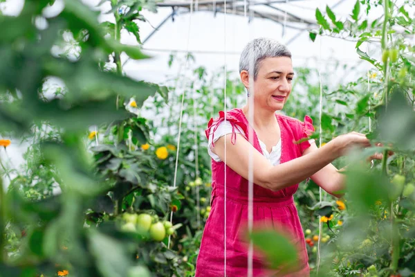 Frau Erntet Tomaten Gewächshaus — Stockfoto