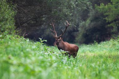 Kızıl geyik çiftleşme içinde