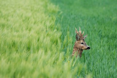 Karaca buğday alanında