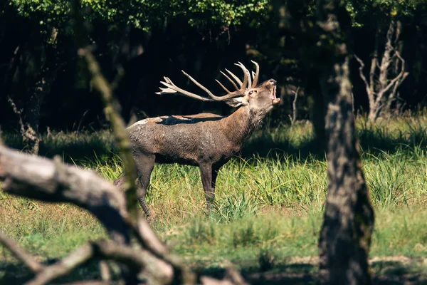 Red Deer Male Roars — Stock Photo, Image