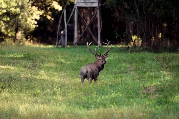 Red Deer Mating Season — Stock Photo, Image