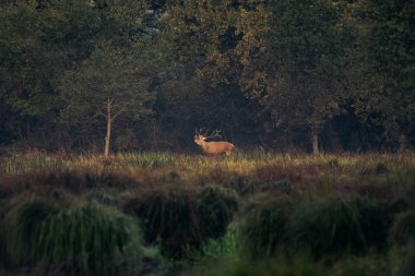 Kızıl geyik erkek kükrer