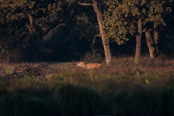 Kızıl geyik erkek kükrer