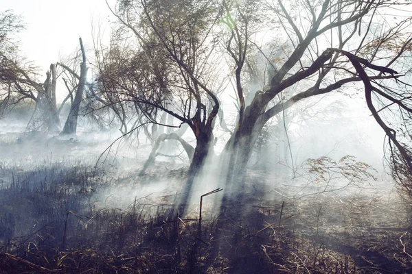 Pożar Lasu Katastrofa Natura — Zdjęcie stockowe