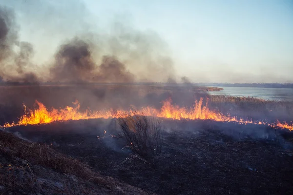 Relva Arde Num Prado Fogo Fumaça Destruir Toda Vida — Fotografia de Stock