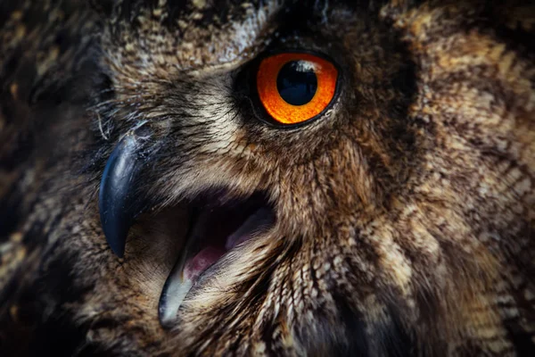 Owls Portrait. Owl eyes. - Image