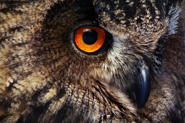 Owls Portrait Owl Eyes Image — Stock Photo, Image