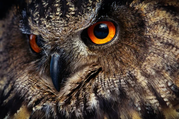 Owls Portrait. Owl eyes. - Image