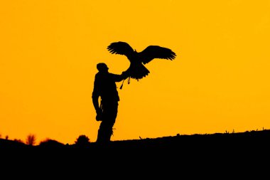 Kartal ile falconer silüeti. Doğada avcılık.