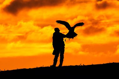 Kartal ile falconer silüeti. Doğada avcılık.