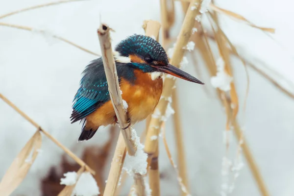 Kingfisher Perches Stake Pond Winter Image — Stock Photo, Image