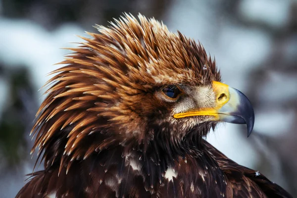 Primer Retrato Cabeza Águila Real Imagen — Foto de Stock