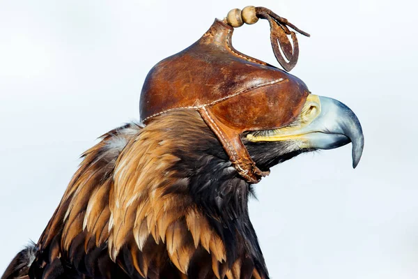 Tête Gros Plan Aigle Doré Dans Capuchon Cuir Image — Photo