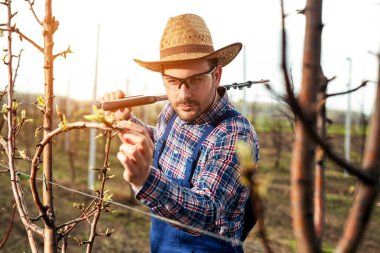 Açık havada meyve çiçekleri bakarak Genç bahçıvan. 