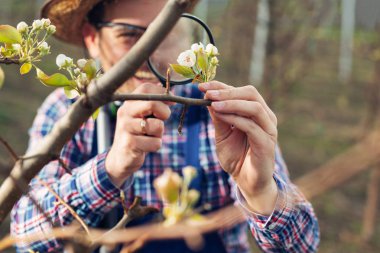 Genç agronomist meyve bahçesinde çiçeklenme ağaçları incelemek 
