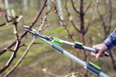 Meyve tarlasında işçi budama, closeup 