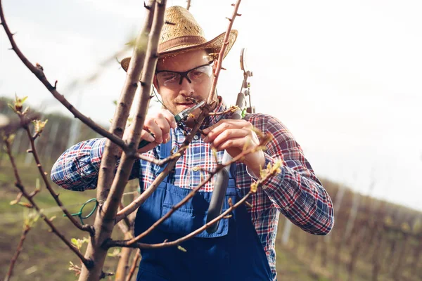 Taille Des Arbres Fruitiers Dans Verger — Photo