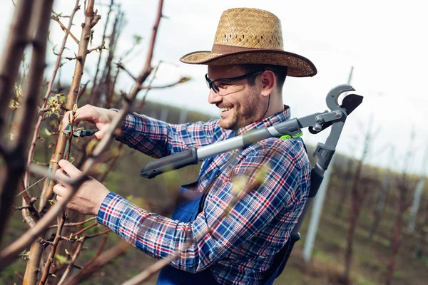 Landwirt Schneidet Obstbäume Obstgarten — Stockfoto