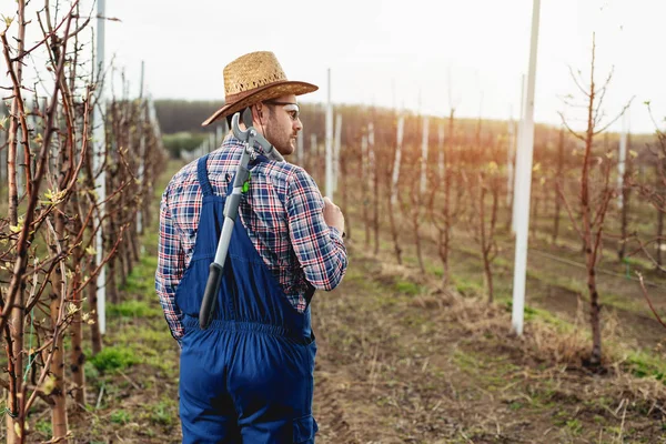 Farmer Metszése Gyümölcsfák Gyümölcsösben — Stock Fotó