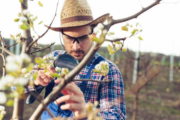 Jeune Agronome Examiner Les Arbres Fleurs Dans Verger — Photo