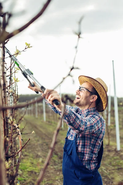 Farmer Pruning Fruit Trees Orchard — Stock Photo, Image