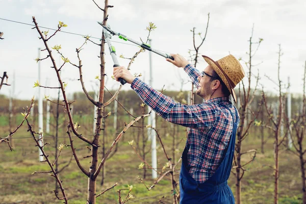 Landwirt Schneidet Obstbäume Obstgarten — Stockfoto