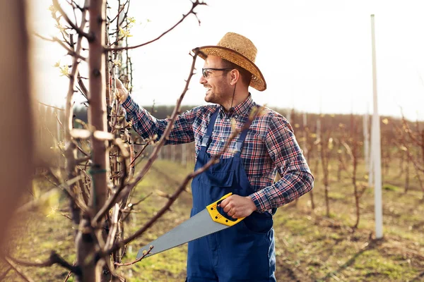 Taille Arbre Dans Verger Poiriers Agriculteur Aide Outil Scie Main — Photo