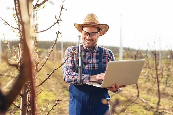 Agronomist Laptopem Stojącym Gruszkowym Sadzie Sprawdzającym Drzewo — Zdjęcie stockowe