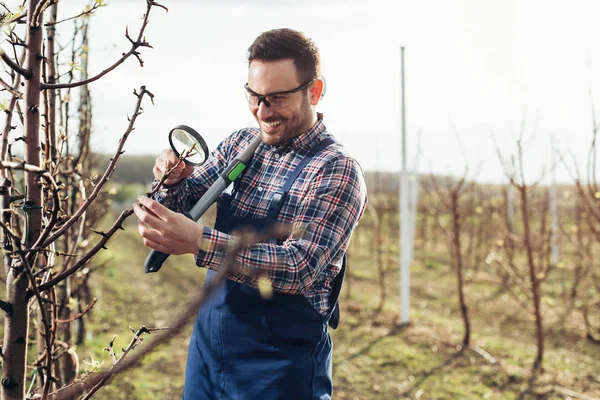 Genç Agronomist Meyve Bahçesinde Çiçeklenme Ağaçları Incelemek — Stok fotoğraf