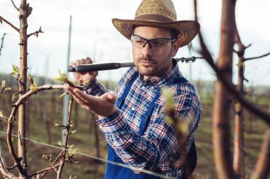 Çiftçi bahçede onun genç ağaçları kontrol 