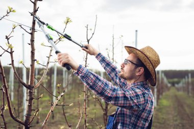 Çiftçi meyve ağaçları Erik 