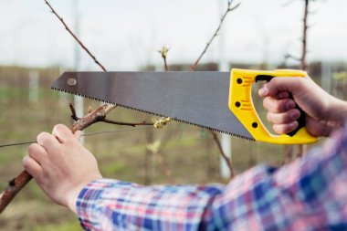 Orchard yakın çekim içinde budama ağacı 