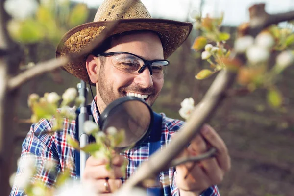 Agricultor Joven Usando Lupa Para Examinar Árbol —  Fotos de Stock
