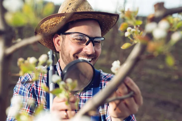 Young Farmer Using Magnifying Glass Examining Tree — Stock Photo, Image