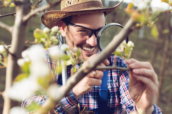 Agricultor Joven Usando Lupa Para Examinar Árbol — Foto de Stock