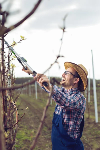 Farmer prunes fruit trees