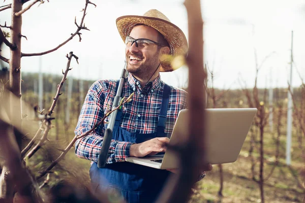 Agronomist Laptop Standing Pear Orchard Checking Tree — Stock Photo, Image