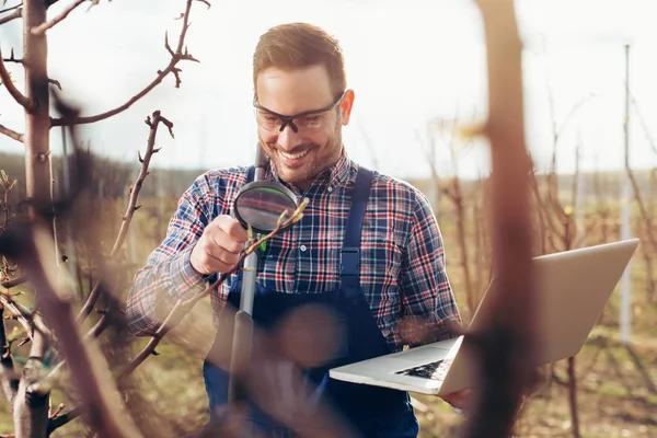 Agronom Mit Laptop Steht Birnbaumgarten Und Kontrolliert Baum — Stockfoto