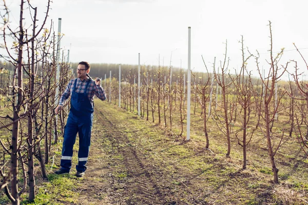 Joven Jardinero Mirando Flores Frutas Aire Libre —  Fotos de Stock