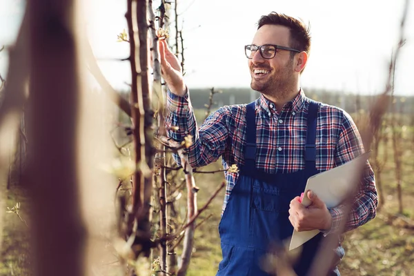 Agronom Undersöka Blommande Päron Träd Frukt Träd Gård Och Skriva — Stockfoto