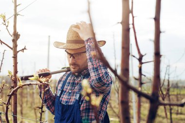 Bahçıvanlarda çiftçi budama meyve ağaçları 