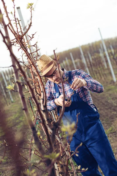 Bonde Beskärning Frukt Träd Frukt Odling — Stockfoto