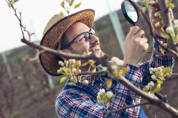 Jungbauer Untersucht Den Baum Mit Lupe — Stockfoto