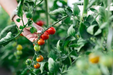 Kadın el yeşil ev çiftliğinde olgun kırmızı kiraz domates toplama