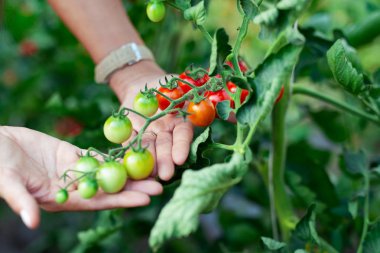 Kadın el yeşil ev çiftliğinde olgun kırmızı kiraz domates toplama